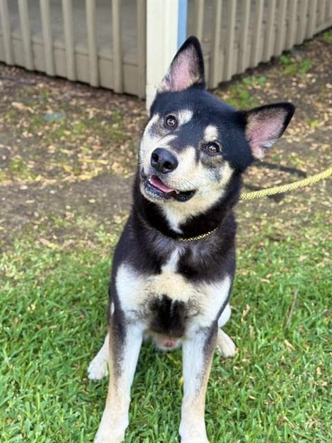 Noah - Husky