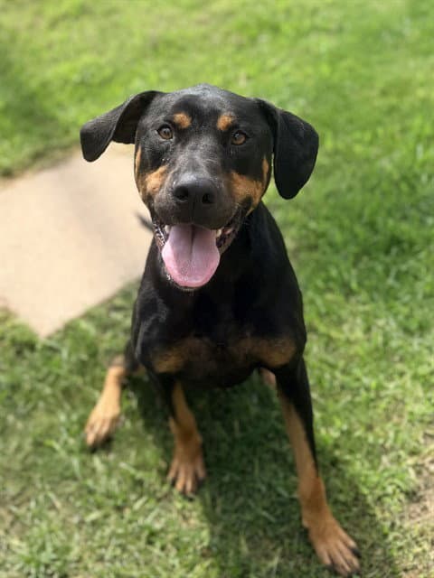 Max - Doberman Pinscher