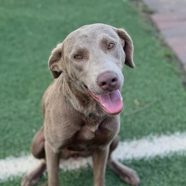 Lady Glory - Labrador Retriever