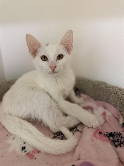 Cleocatra - Domestic Short Hair