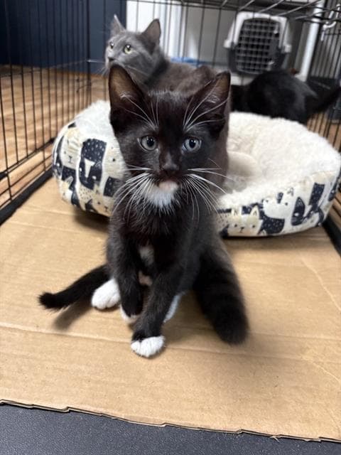 Purrgkamp - Domestic Medium Hair