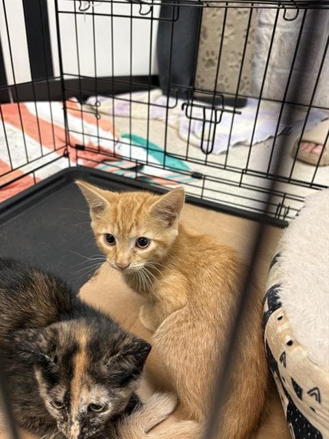 Boca - Domestic Medium Hair