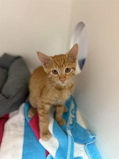 Ajax - Domestic Medium Hair