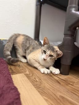 Purrling Haaland image 1