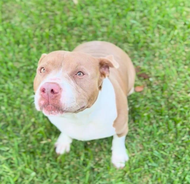 Sarah - American Bulldog