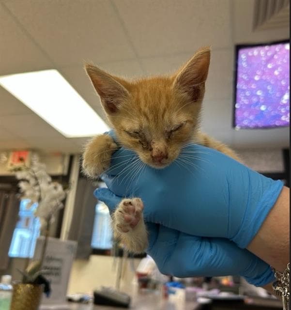 Ojo - Domestic Short Hair