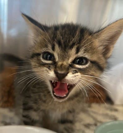 Honey Boy - Domestic Short Hair