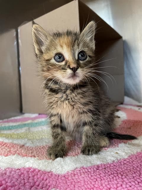 Ennie - Domestic Short Hair