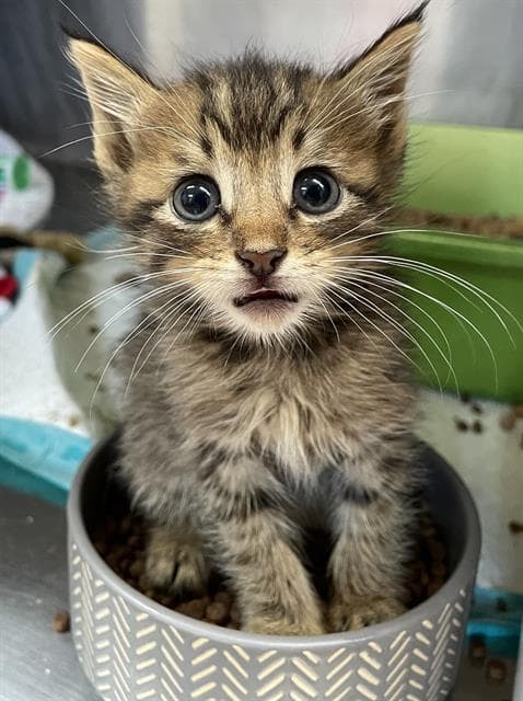 Miney - Domestic Short Hair
