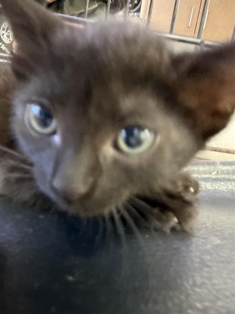 Pele - Domestic Short Hair