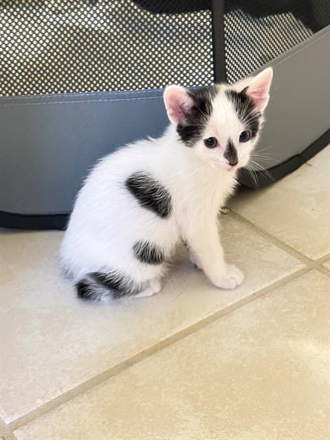 Bale - Domestic Short Hair