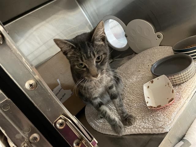 Lucy Bronze - Domestic Medium Hair