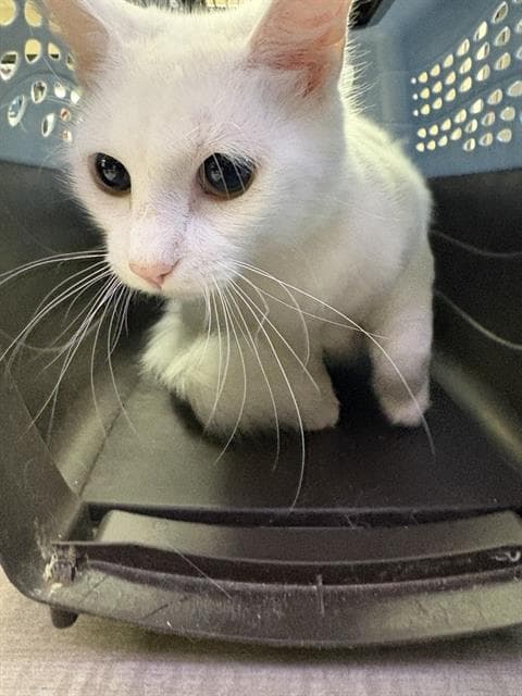Winger - Domestic Medium Hair