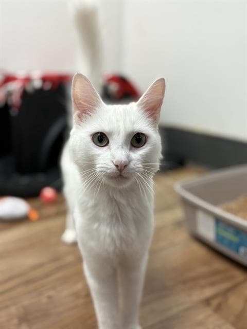 Winger - Domestic Medium Hair