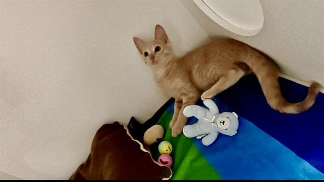 Trucker - Domestic Medium Hair