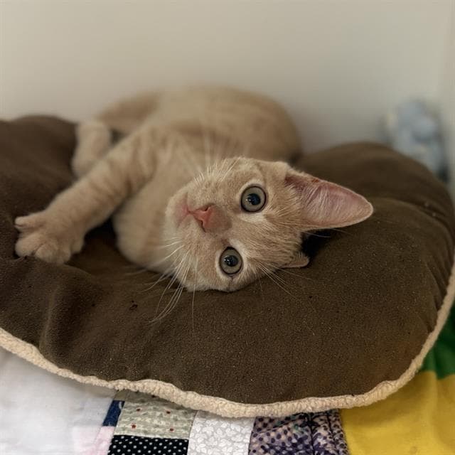 Trucker - Domestic Medium Hair