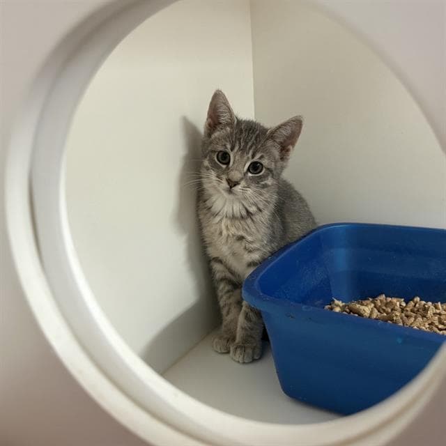 Emmi - Domestic Medium Hair