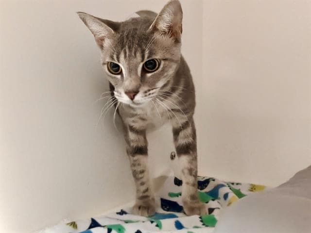 Kit - Domestic Medium Hair