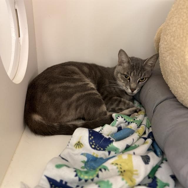 Kit - Domestic Medium Hair