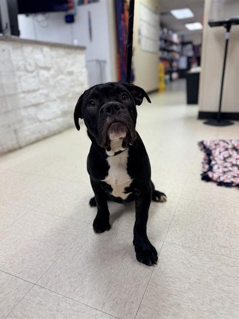 Daniel - Mastiff