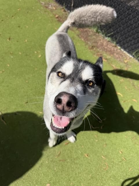 Futbol - Siberian Husky