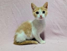 Murphy image 1