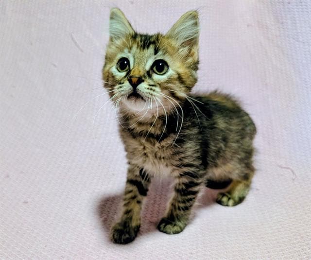 Mitz - Domestic Short Hair