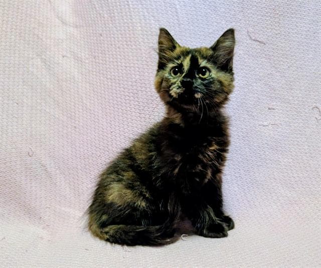 Meryl - Domestic Short Hair