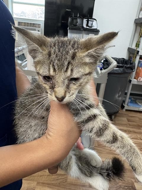 Falcao - Domestic Medium Hair