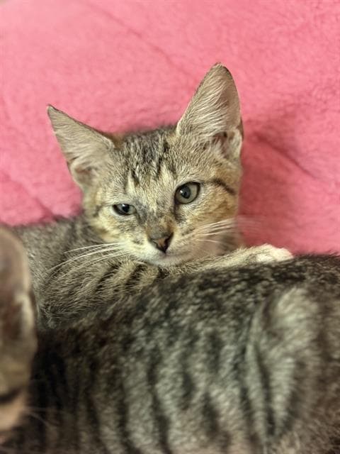 Falcao - Domestic Medium Hair