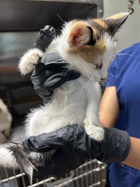 Clasico - Domestic Medium Hair
