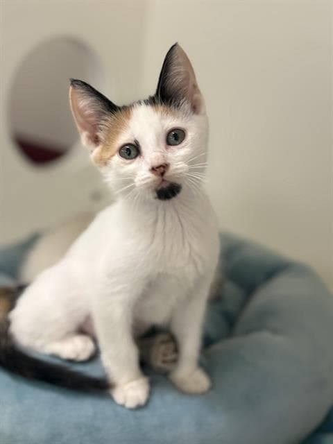Clasico - Domestic Medium Hair