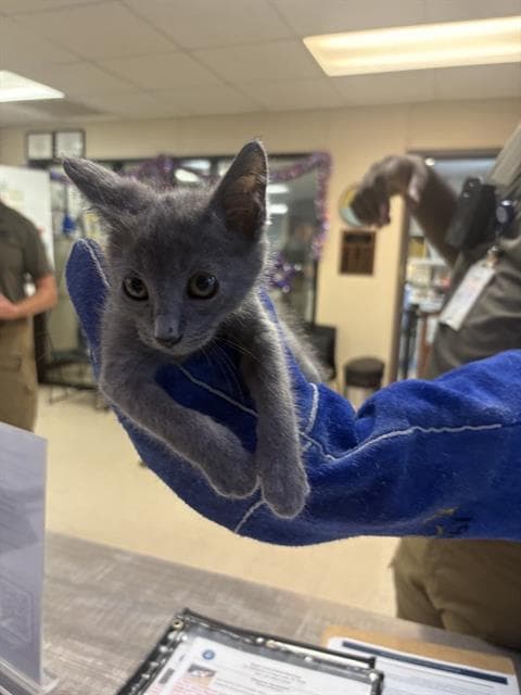 Lyonnaise - Domestic Medium Hair