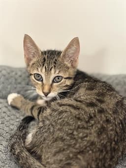 Biscuit image 1