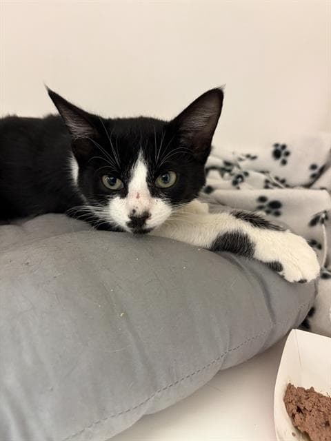 Olympus - Domestic Medium Hair