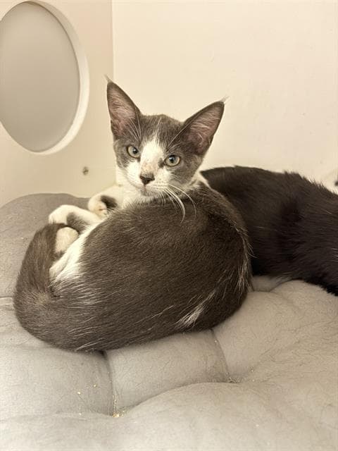 Andres - Domestic Medium Hair