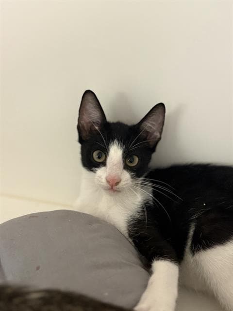 Domino - Domestic Short Hair