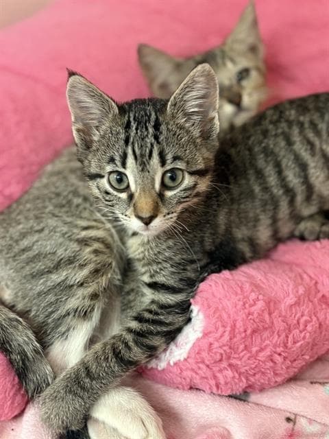 Castillas - Domestic Medium Hair