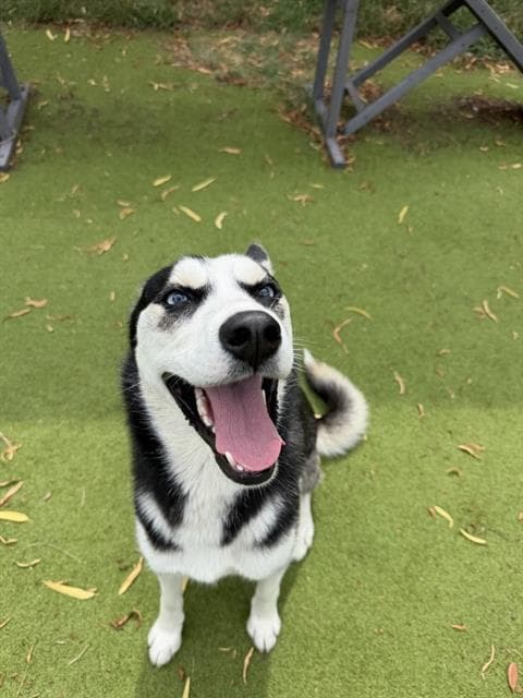 Celine - Husky