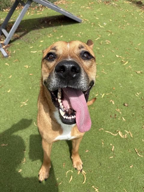 Thor - Pit Bull Terrier