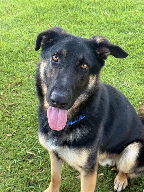 Easton - German Shepherd Dog