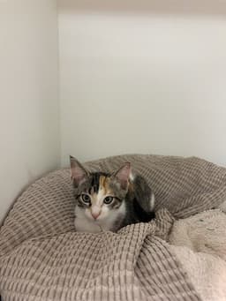 Purrtricia Dough image 1