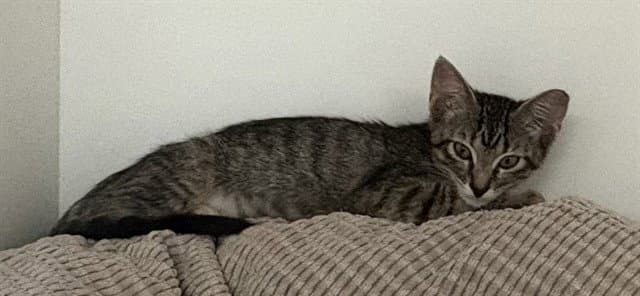 Pawclair - Domestic Short Hair
