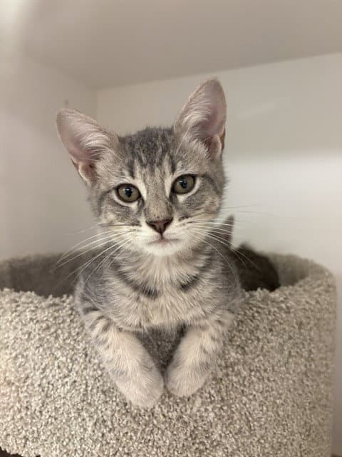 Sweeper - Domestic Medium Hair