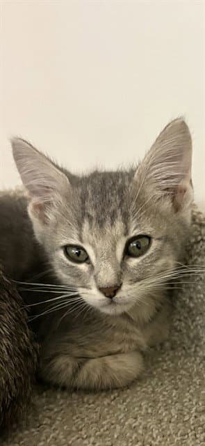 Volley - Domestic Medium Hair
