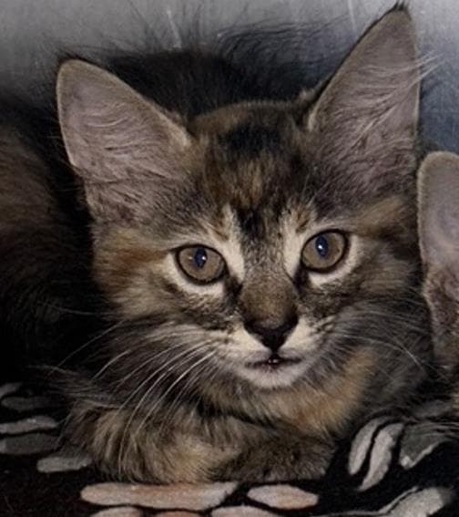Cinnameow - Domestic Short Hair