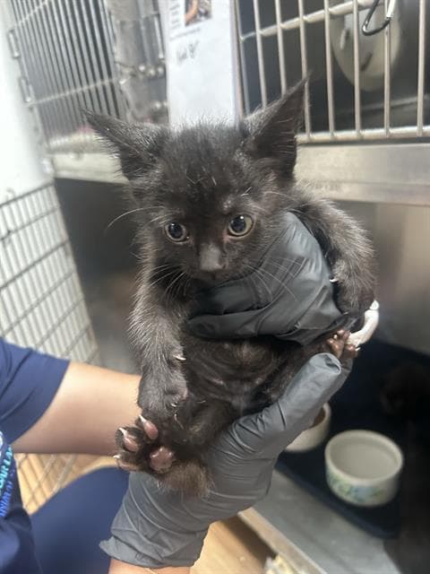Mesut - Domestic Medium Hair