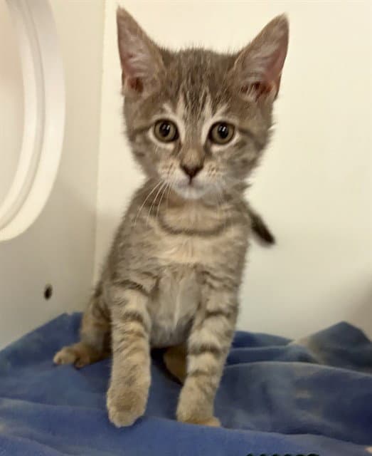 Balboa - Domestic Short Hair
