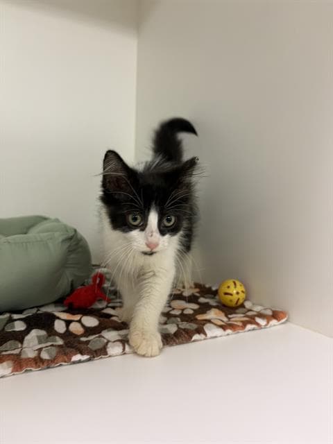 Queenie - Domestic Medium Hair