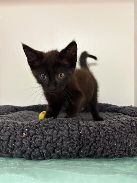 Onyx - Domestic Short Hair